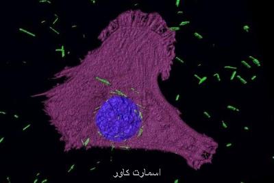 محقق ایرانی سلول های سرطانی را با گلوله های نانویی نابود می كند