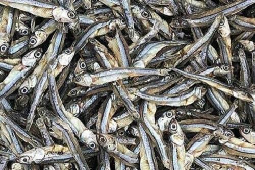 سهم محصولات دریایی در سبد غذایی ایرانی ها بالا می رود