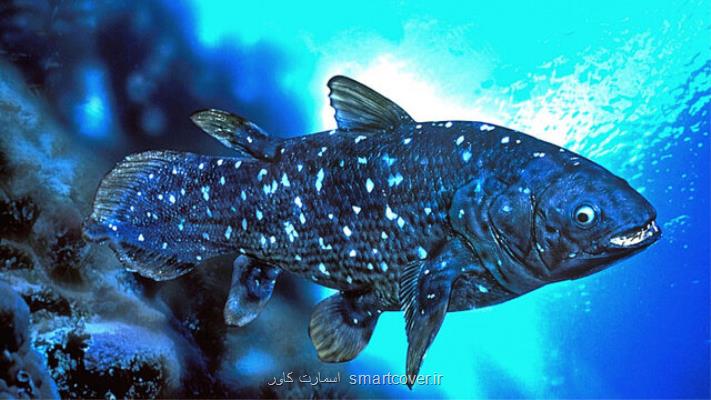 زیست شناسی عجیب یك ماهی با عمر یك قرن!