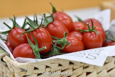 ژاپن گوجه فرنگی حاصل از ویرایش ژنوم را تولید کرد