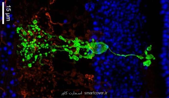 کشف نوع جدیدی از سلول عصبی در شبکیه چشم