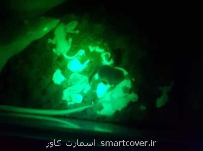 رت فلورسنت برای ردیابی دقیق تغییرات سلولی تولید شد