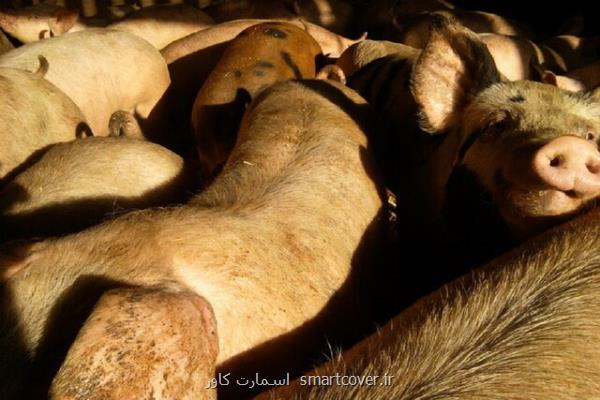 باکتری مقاوم به آنتی بیوتیک که از خوک به انسان منتقل می شود