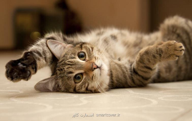 یک راه ساده برای ارتباط با گربه ها