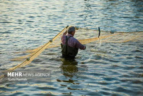 دستیابی ایران به فناوری اصلاح نژاد ماهی آزاد کاسپین تولید اولیه 20 تن