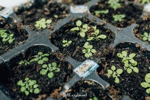 تقویت رشد گیاهان با كمك امواج رادیویی!